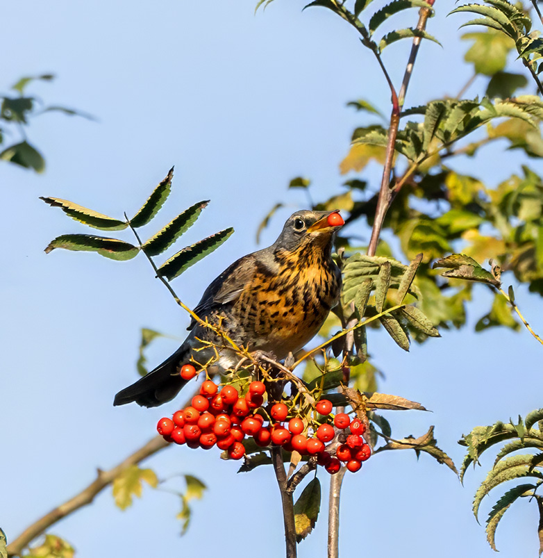 Kramsvogel171023A