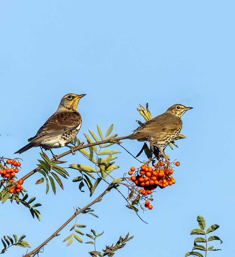 Kramsvogel_Zanglijster171023