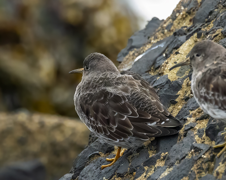 Paarsestrandlopers041023