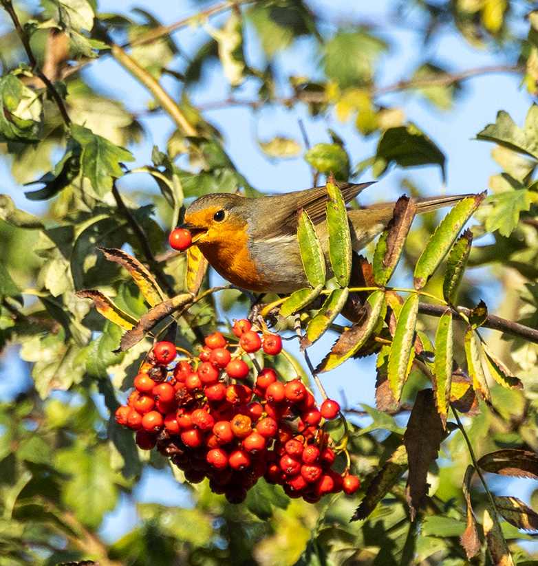 Roodborst171023