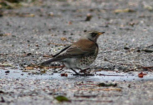 Kramsvogel131106