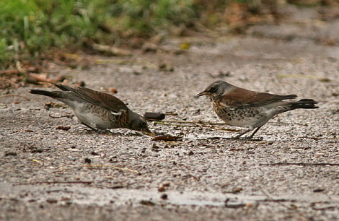 Kramsvogels131106