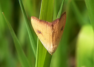 Stro-uiltje060606