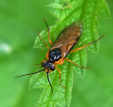 Wilgenbladwesp060606