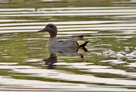 Wintertaling090207