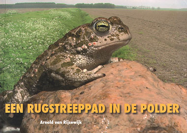 Rugstreeppad_polder