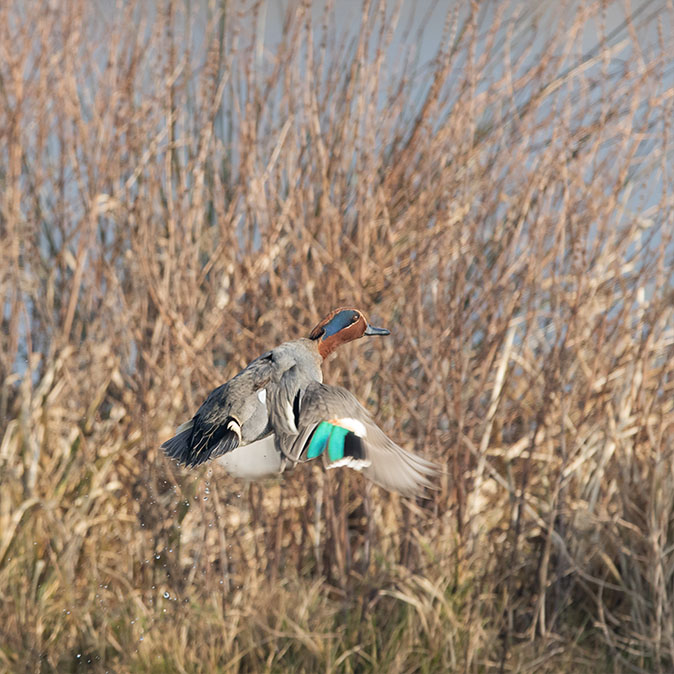 Wintertaling160215.jpg