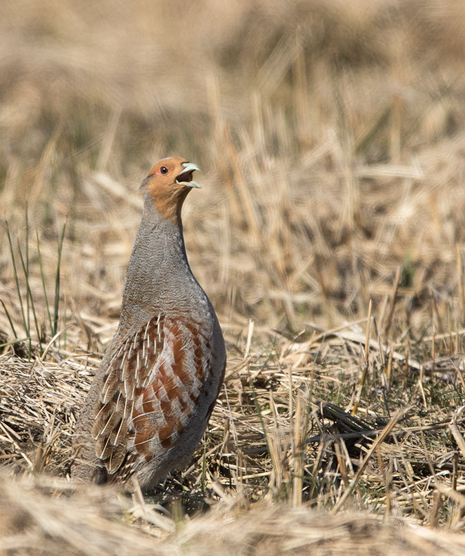 Patrijs120315B.jpg