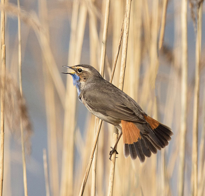 Blauwborst090415.jpg