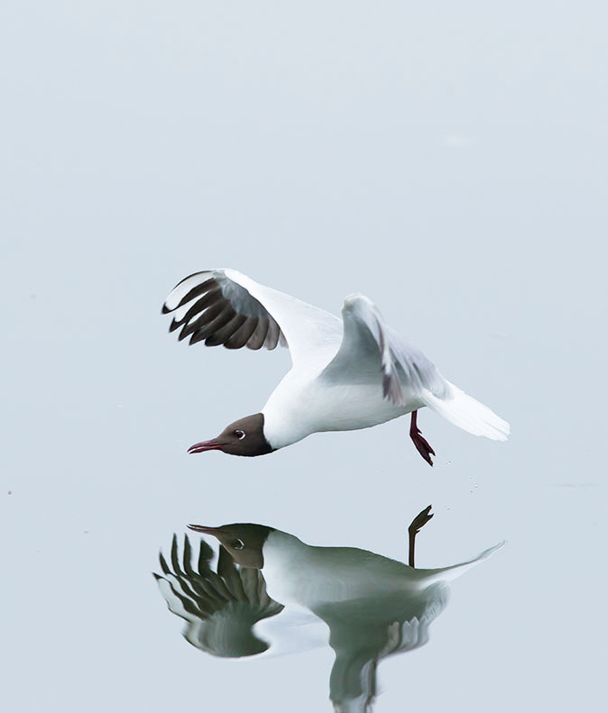 Kokmeeuw080415.jpg