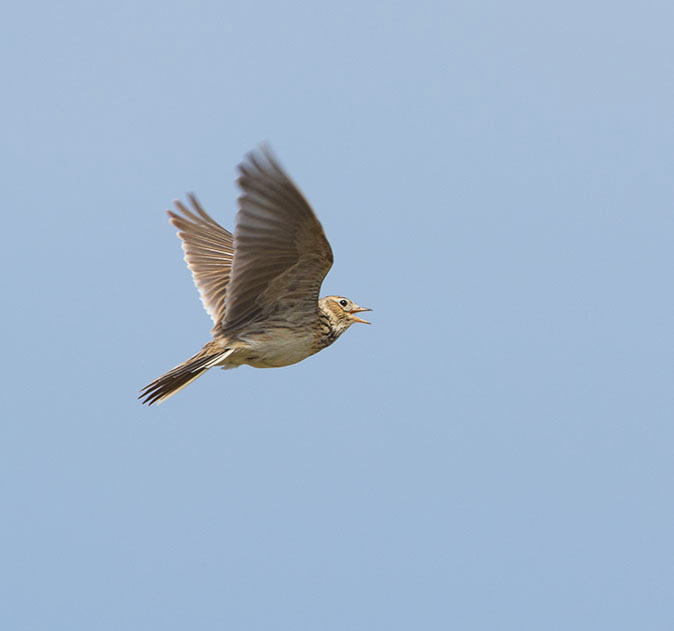 Veldleeuwerik080415A.jpg