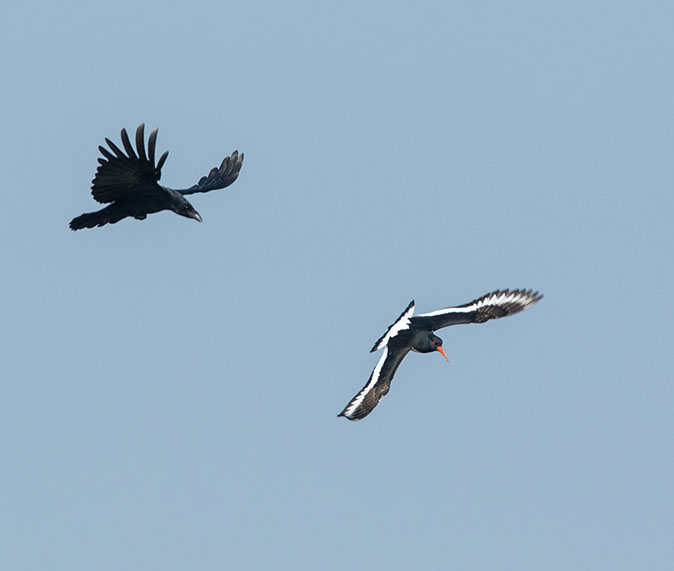 Zwartekraai_Scholekster090415.jpg