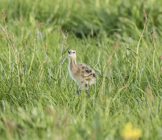 Grutto130515D.jpg