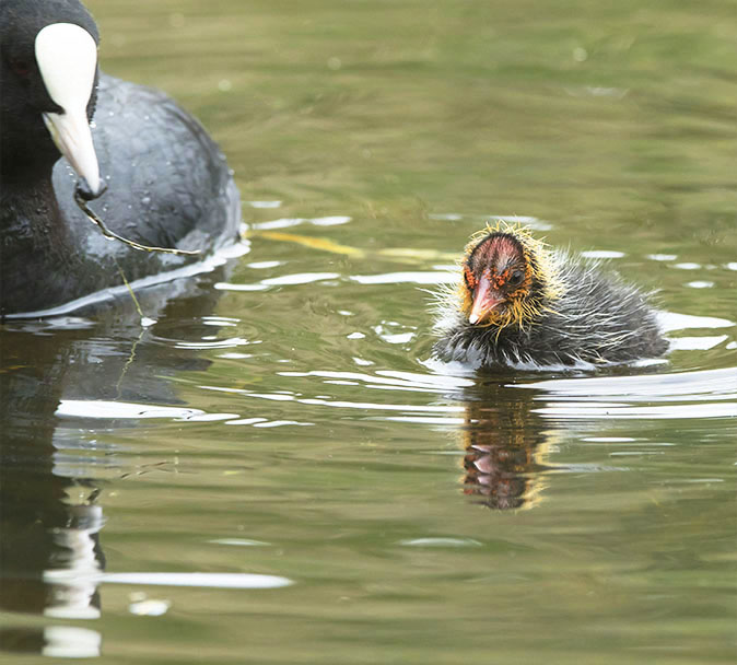 Meerkoeten160515.jpg