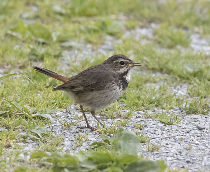 Blauwborst300615C.jpg