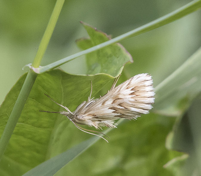 Gevlamdegrasmot220615.jpg