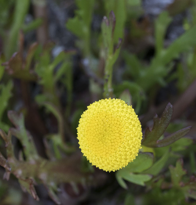 Goudknopjes290615.jpg