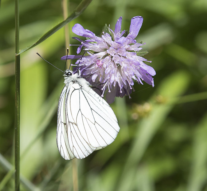 Grootgeaderdwitje180615.jpg