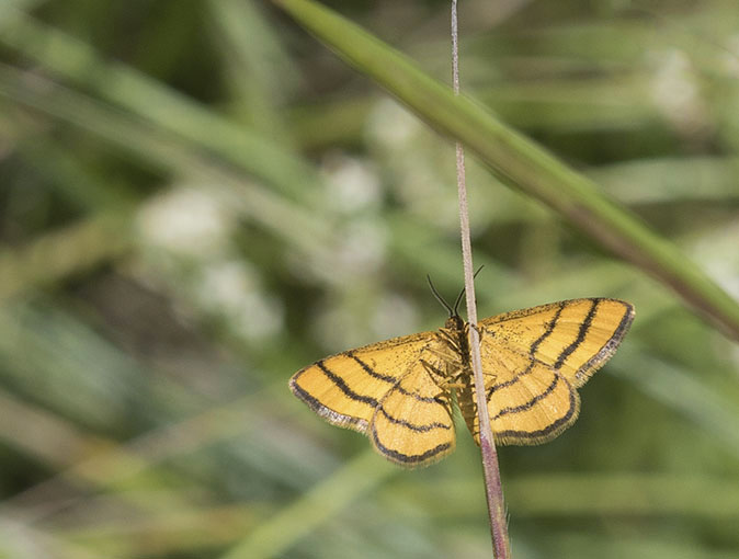 Idaeaaureolaria180615.jpg