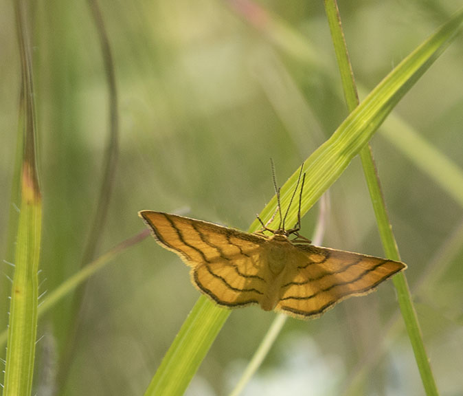 Idaeaaureolaria180615A.jpg