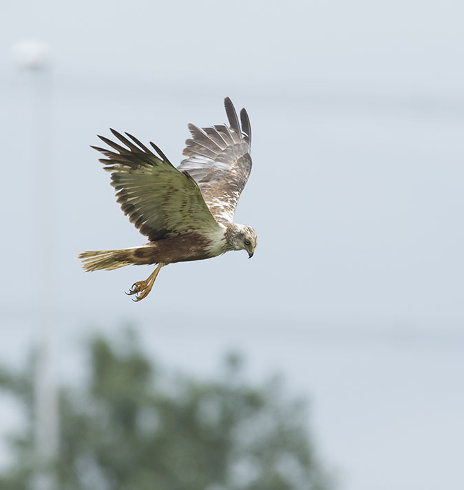 Bruinekiekendief130715.jpg