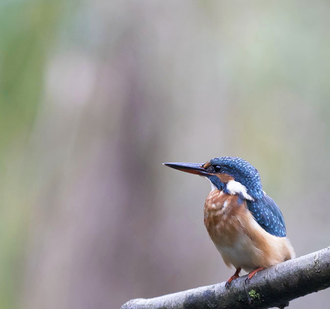 IJsvogel240915.jpg