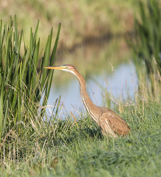 Purperreiger090915A.jpg