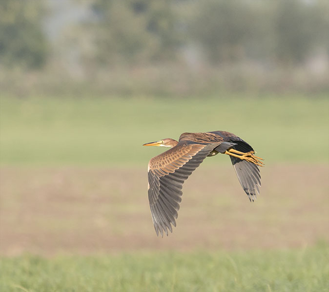 Purperreiger090915C.jpg