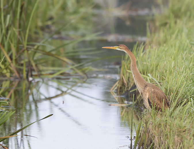 Purperreiger200915.jpg