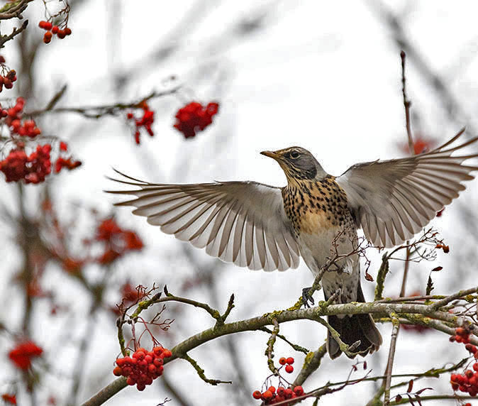Kramsvogel111115.jpg