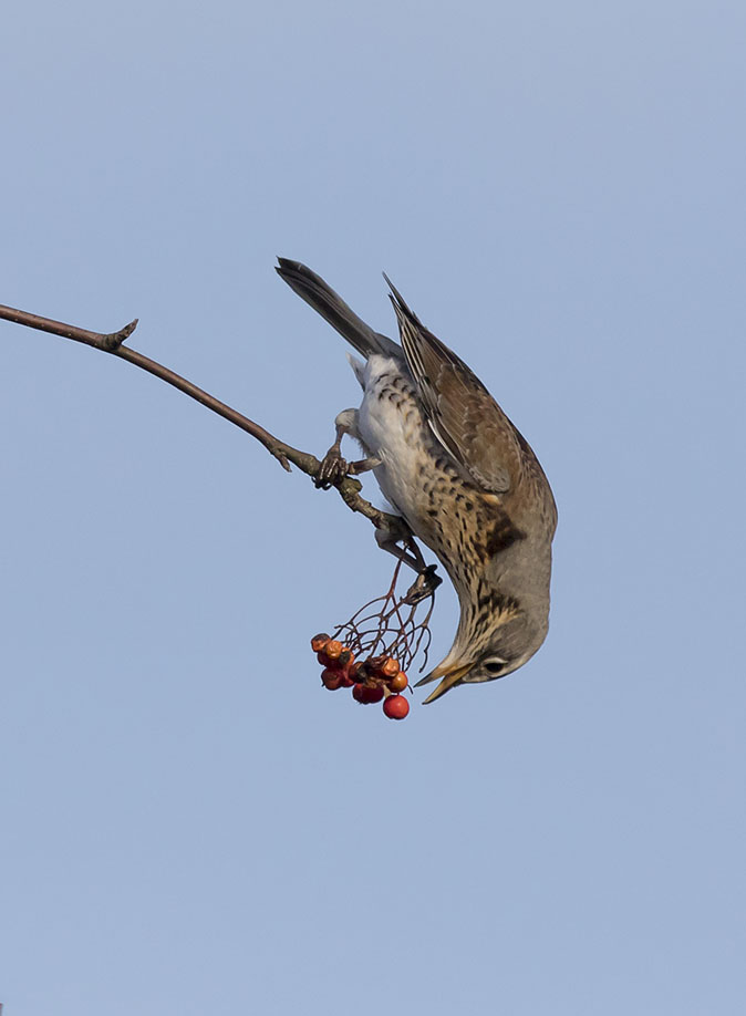 Kramsvogel121115A.jpg