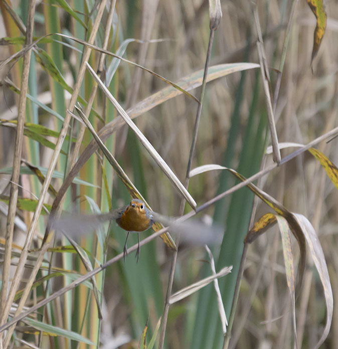Roodborst111115.jpg