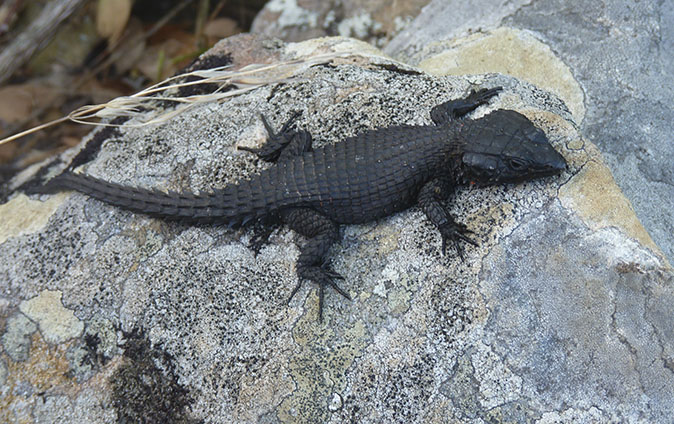 Blackgirdledlizard241215vd.jpg