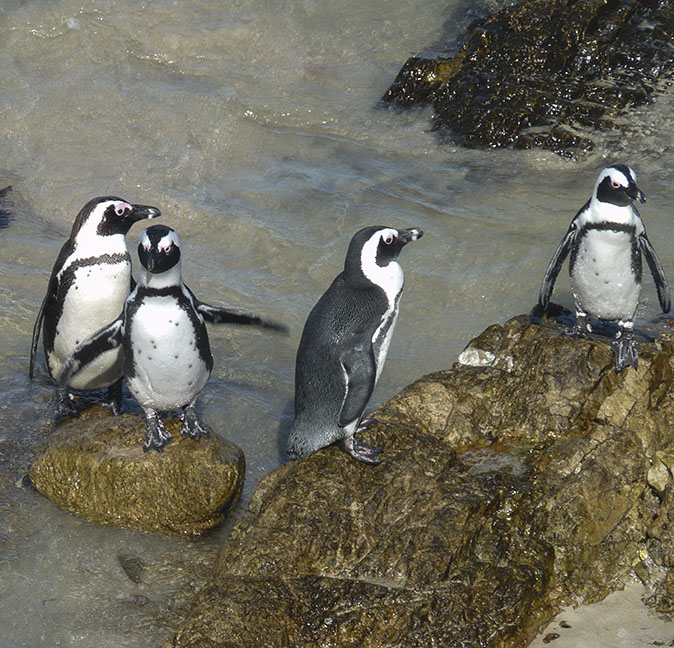 Zwartvoetpinguins231215vd.jpg