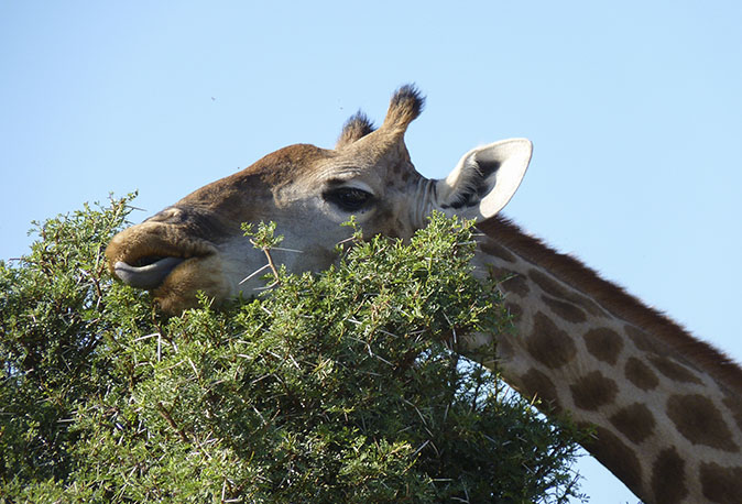 Kaapsegiraffe040116vd.jpg