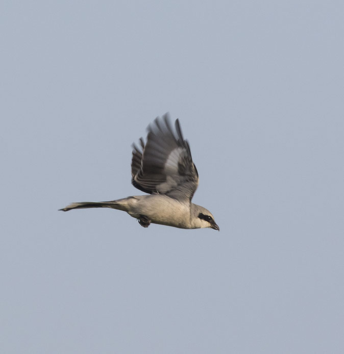 Klapekster230116I.jpg