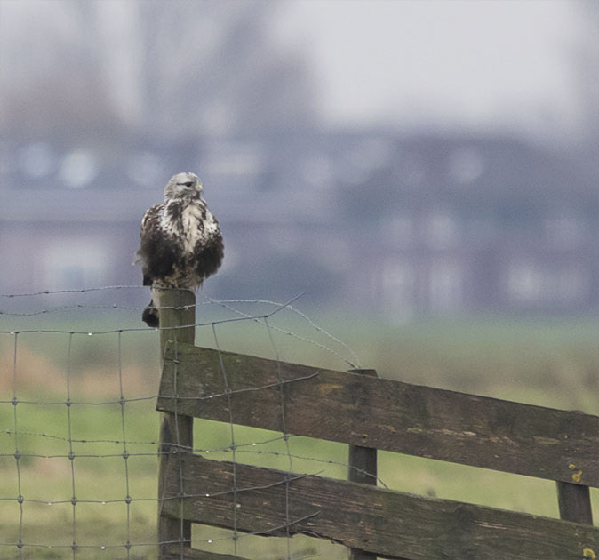 Ruigpootbuizerd130116.jpg