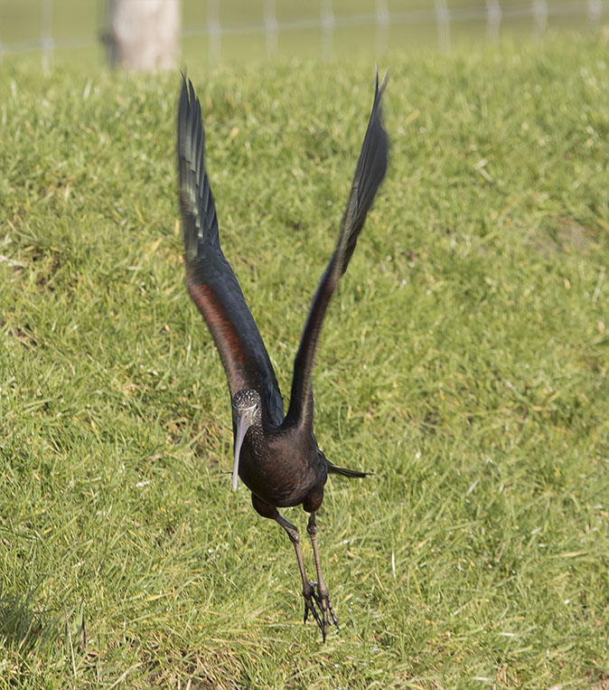 Zwarteibis260116A.jpg