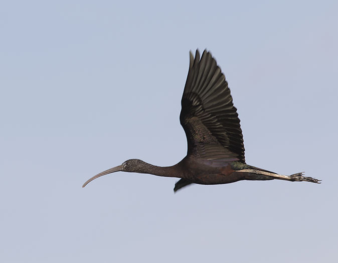 Zwarteibis260116B.jpg