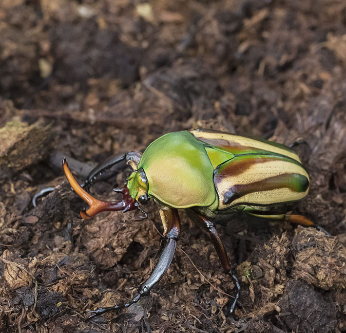 Eudicellagralliallaeri020216.jpg