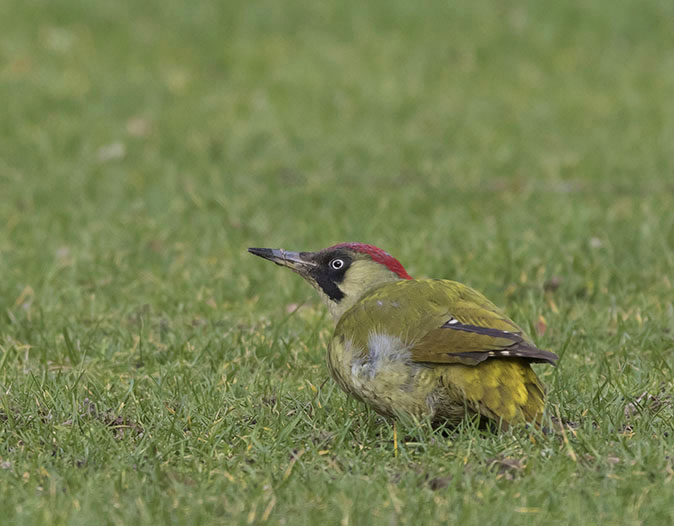 Groenespecht080216C.jpg