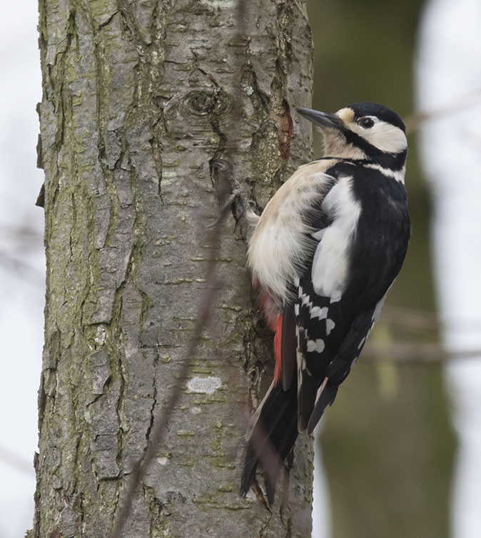 Grotebontespecht030216.jpg