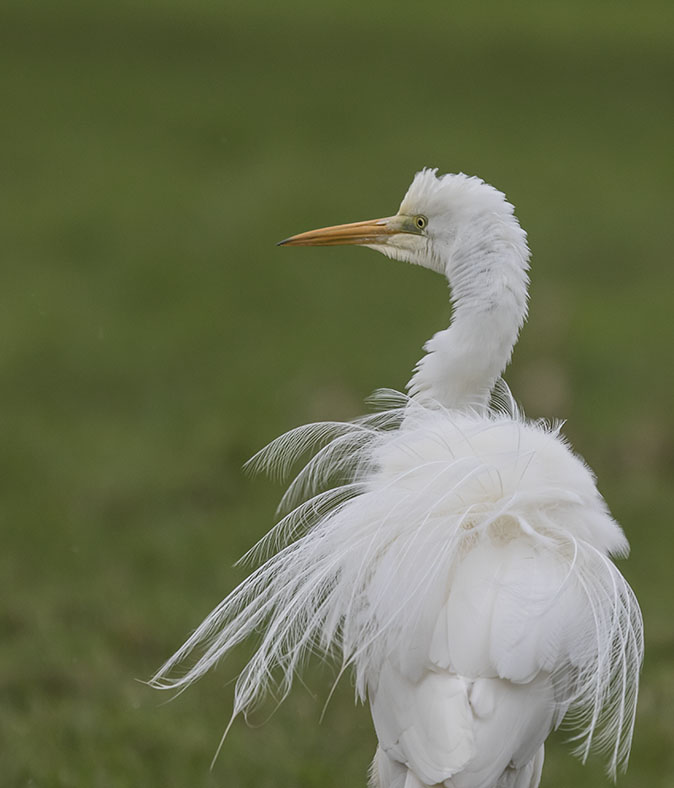 Grotezilverreiger050216.jpg