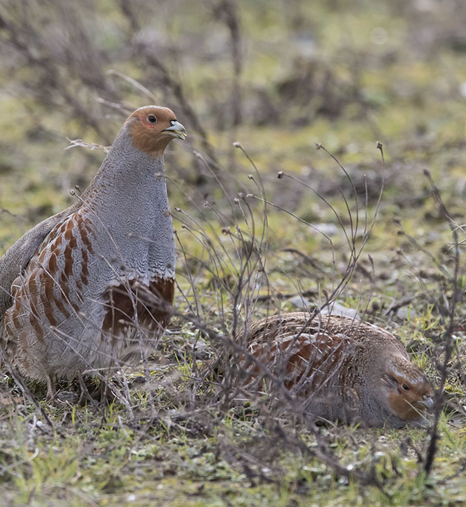 Patrijzen030216.jpg