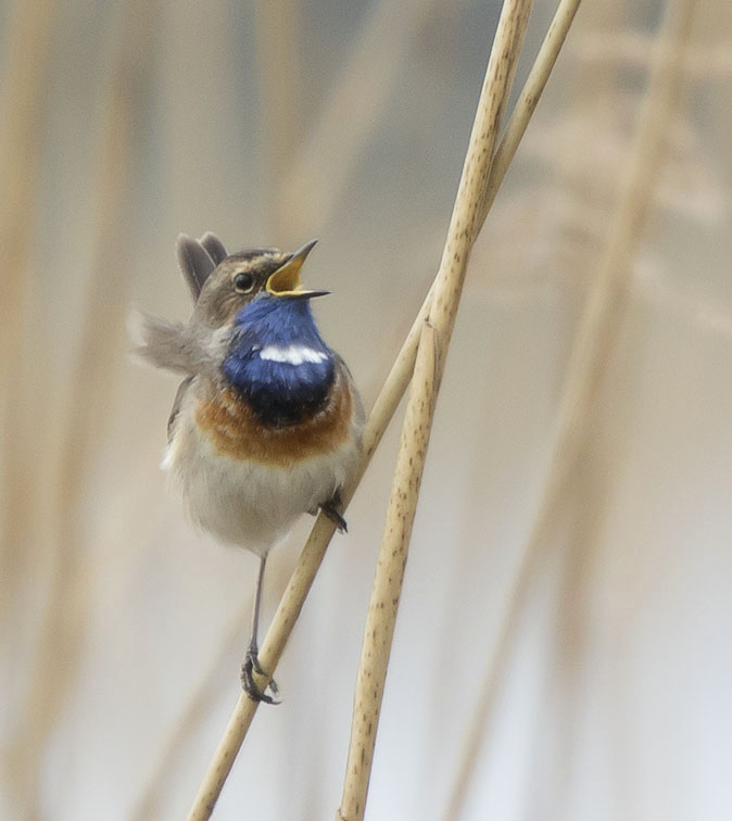 Blauwborst080416A.jpg
