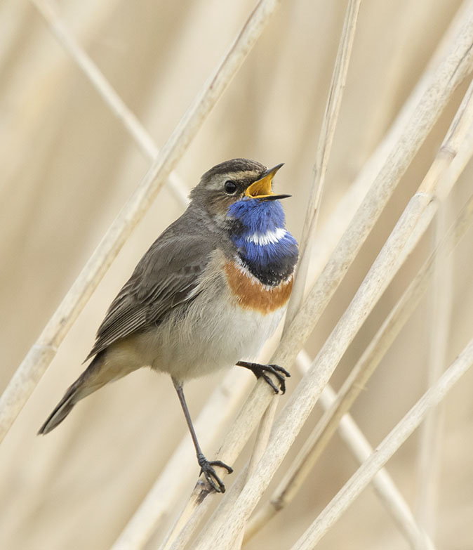Blauwborst190416C.jpg
