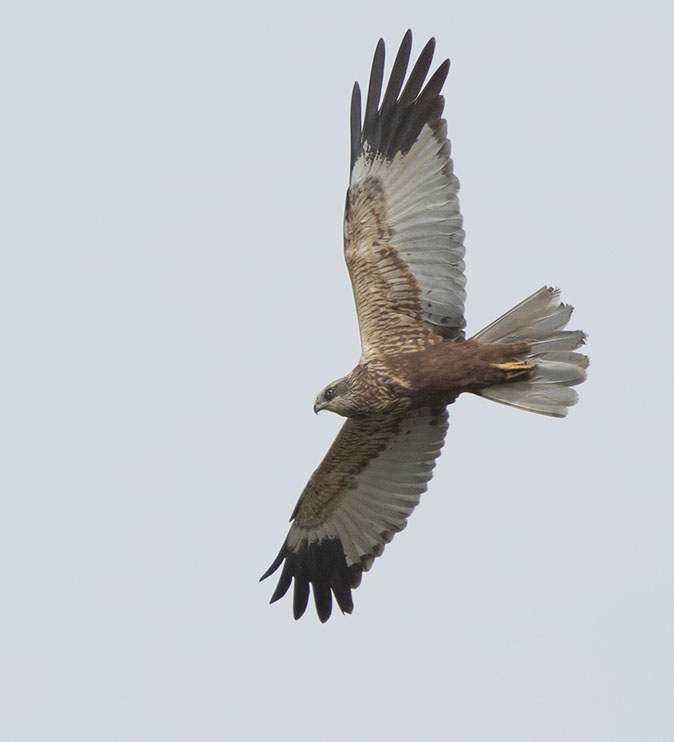 Bruinekiekendief050416.jpg
