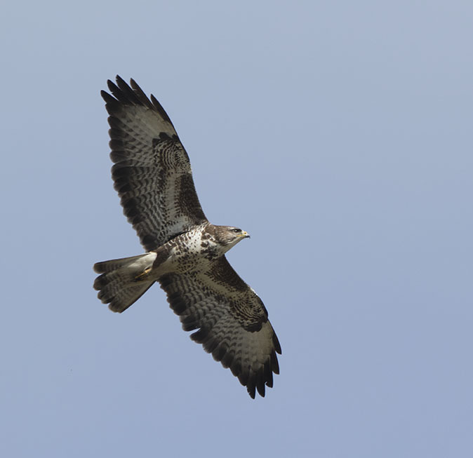 Buizerd050416.jpg
