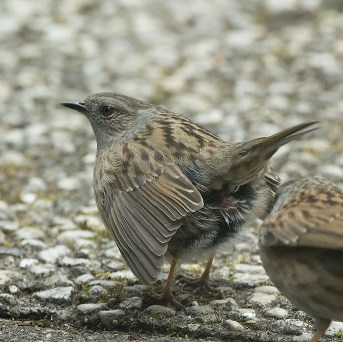 Heggenmussen090416.jpg