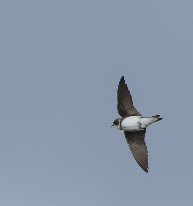 Oeverzwaluw060416.jpg